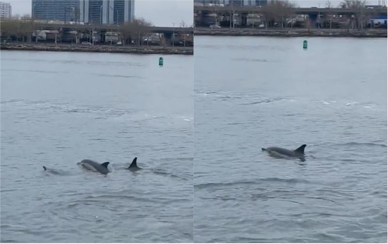 Dolphins