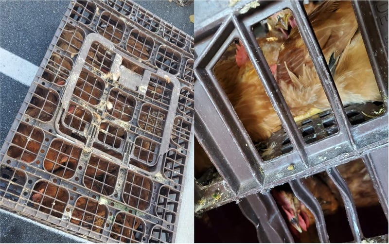 Chickens Rescued