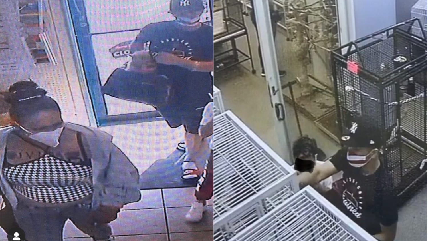 Family stole 3 parakeets from NJ pet store: police