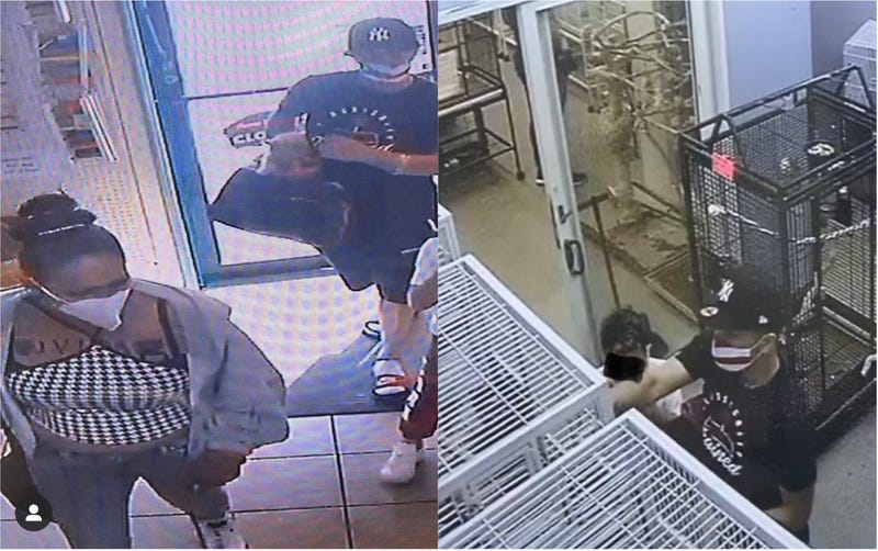Bird Theft