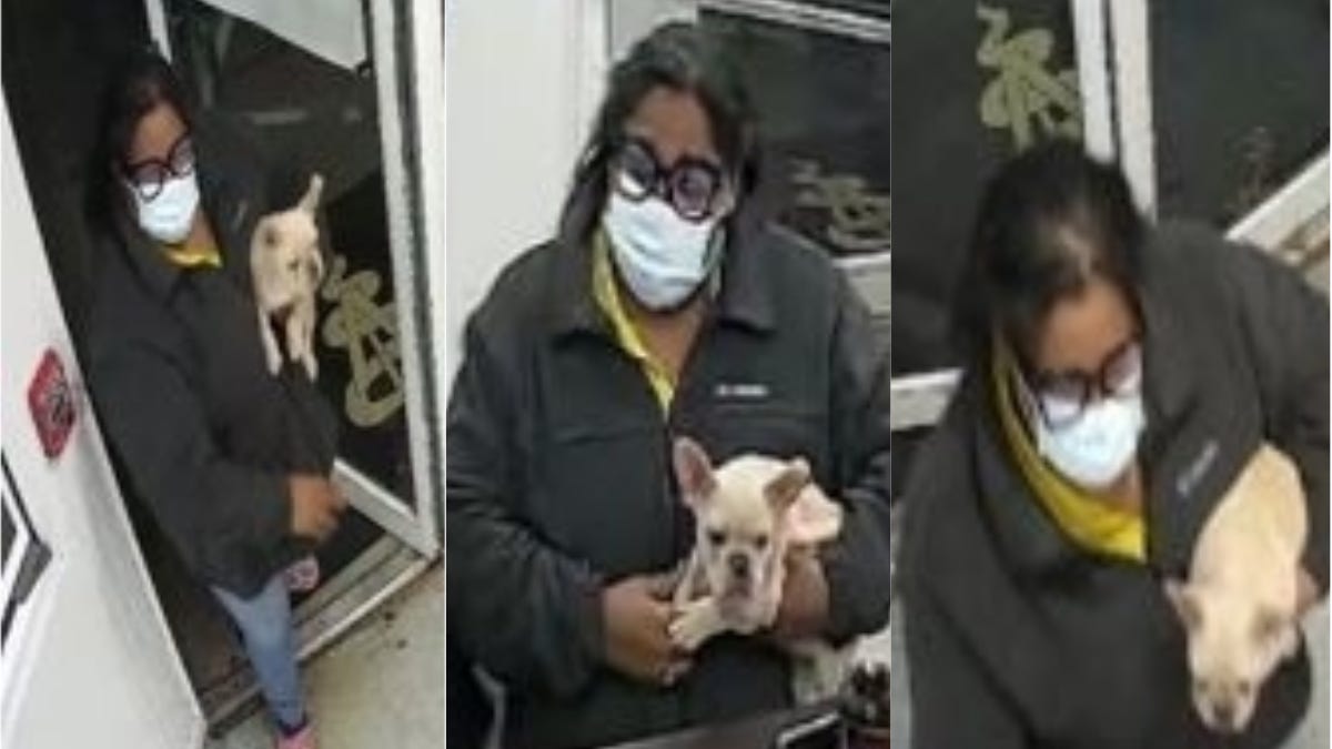 Woman wanted for questioning in connection with theft of French bulldog from LI home