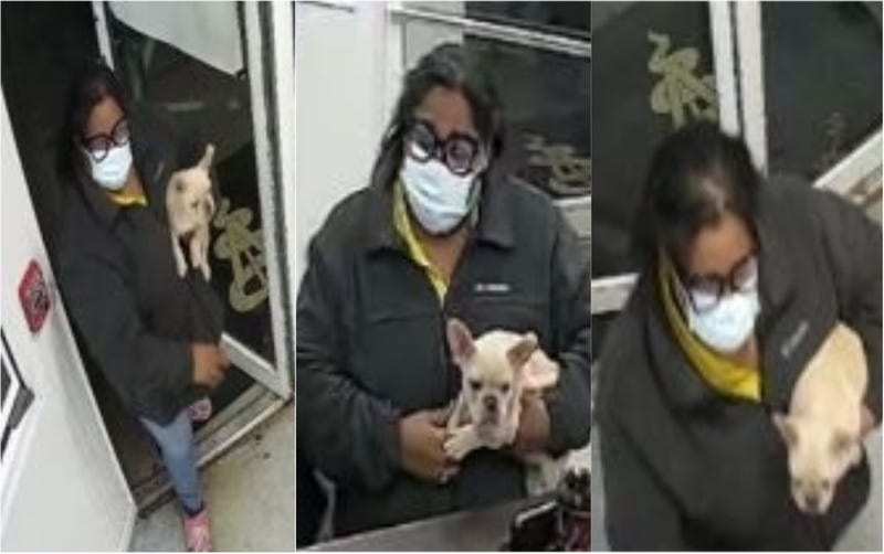 Dog Theft