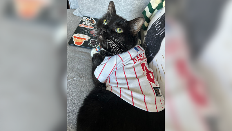 Puronica Sawyer, Melannie Jay's cat. 