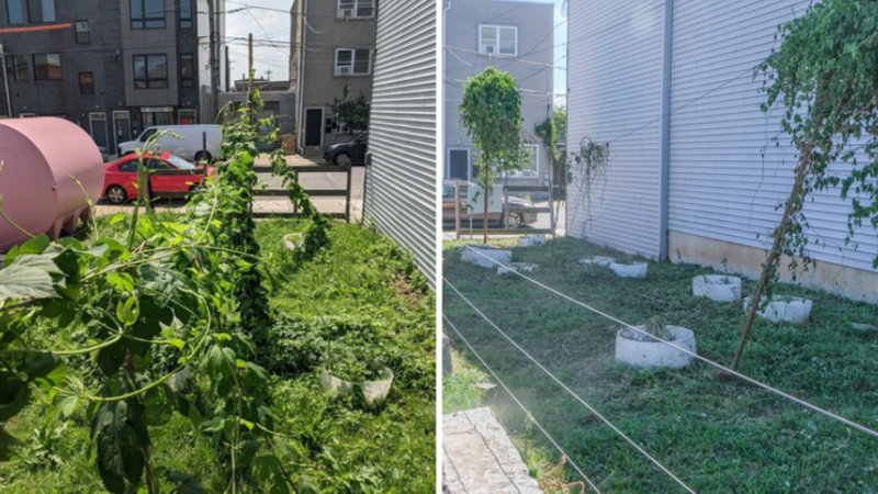 Left: A full batch of hops grown in Philadelphia Brewing Company's hop garden in East Kensington. Right: What was left after a city crew chopped the hops down in September 2022, mistaking them for weeds.