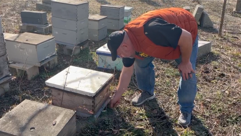 Spotted Lantern Fly Honey infestation