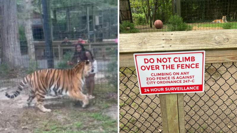 The woman who breached the tiger enclosure at a Cumberland County zoo and put her hand through the wire fence has been charged.