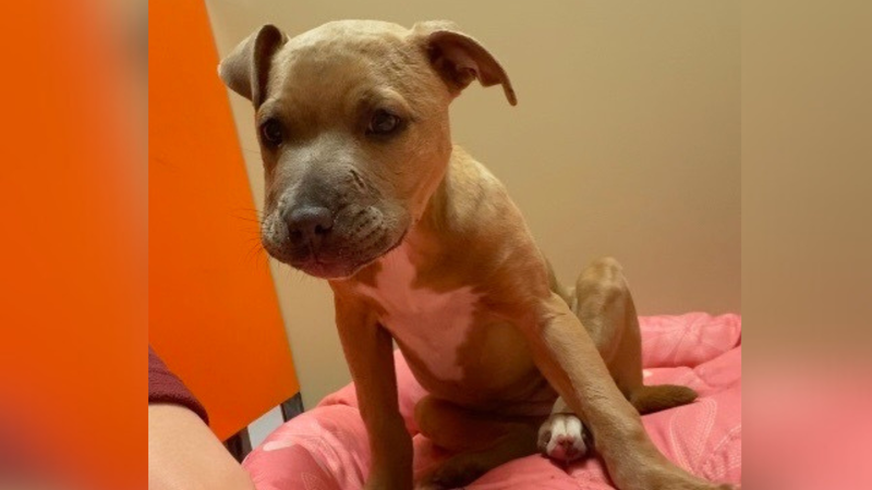 Euthanized puppy 