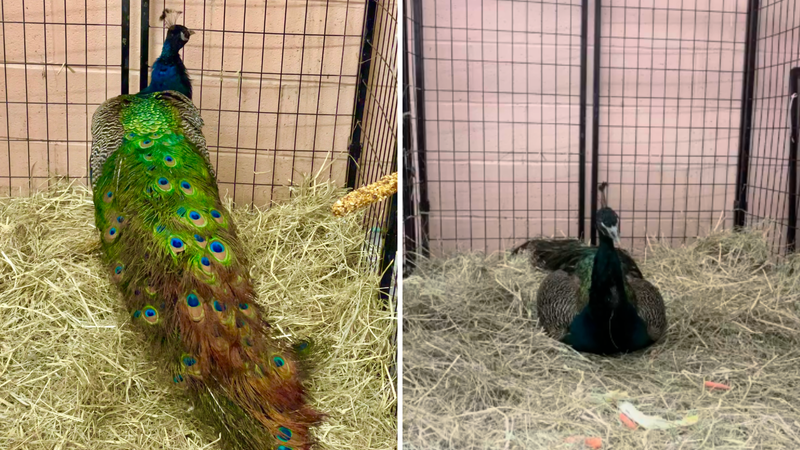 Peacock found in Olney on Monday, April 14, 2025.