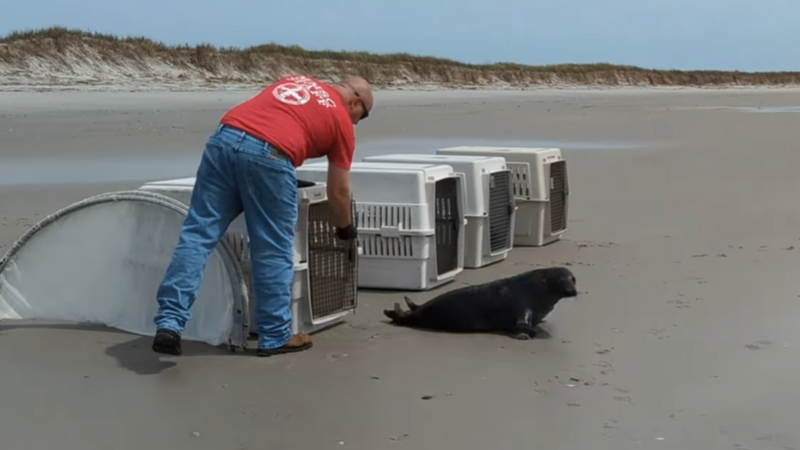 Marine Mammal Stranding Center helps bring 4 seals back to the ocean
