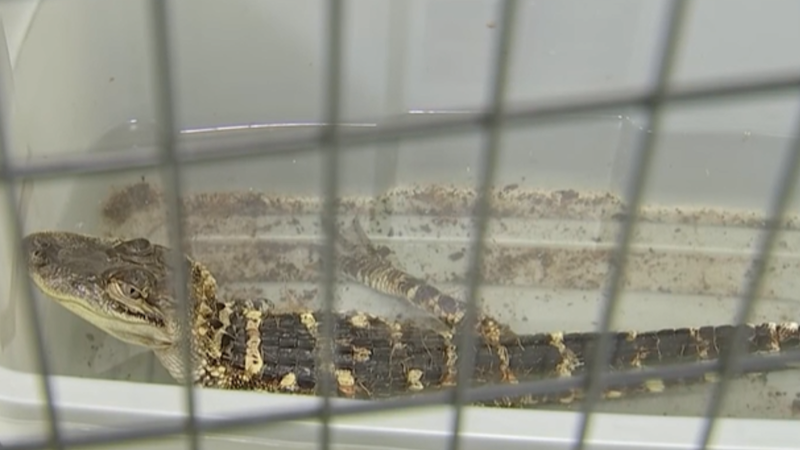 Alligator found inside Strawberry Mansion residence