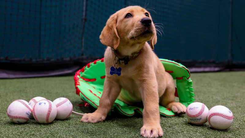Tugger! The Phillies’ New Service Pup-in-Training