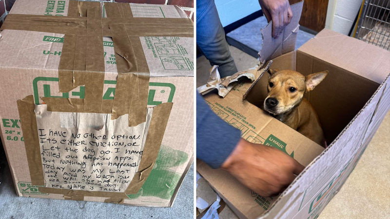 Tangi, the 9-month-old puppy found sealed inside a box