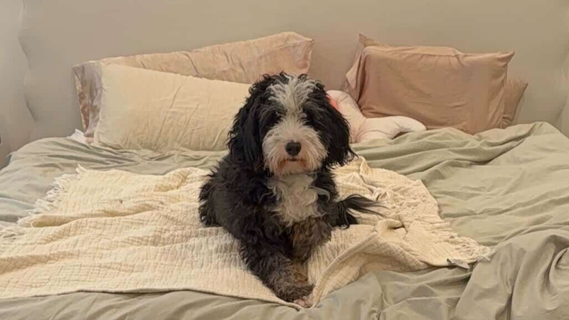 Benji resting on a blanket
