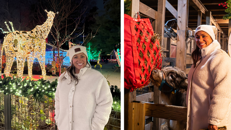 1. Elmwood Park Zoo - New Christmas Cows