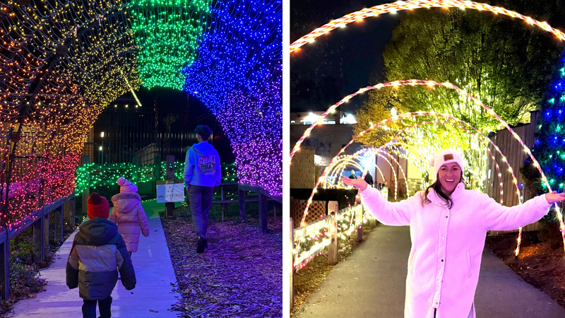 1. Elmwood Park Zoo - New Christmas Cows