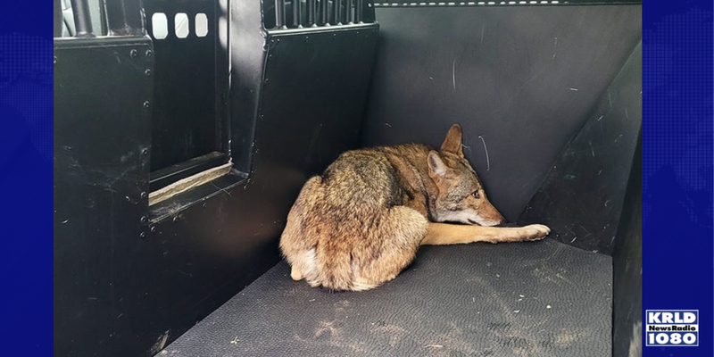 captured coyote