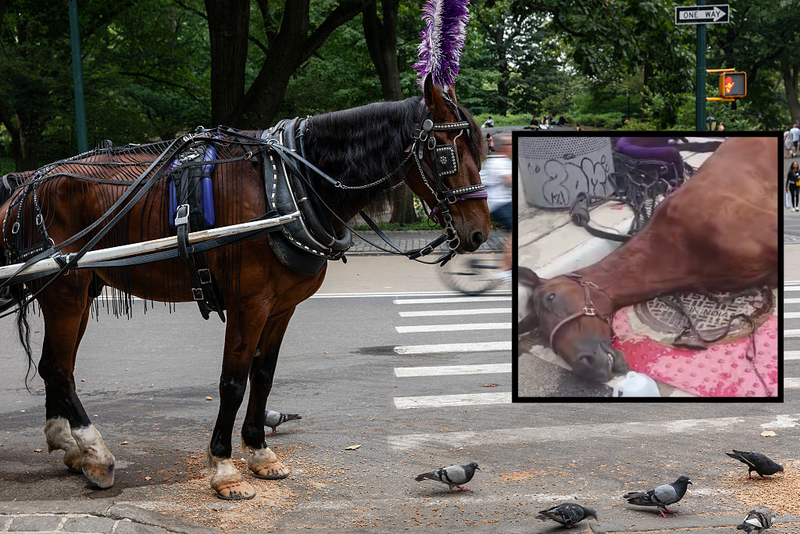 The Central Park Conservancy on Tuesday publicly supported the passing of Ryder's Law, which would facilitate the end of the horse-drawn carriage industry in New York City.