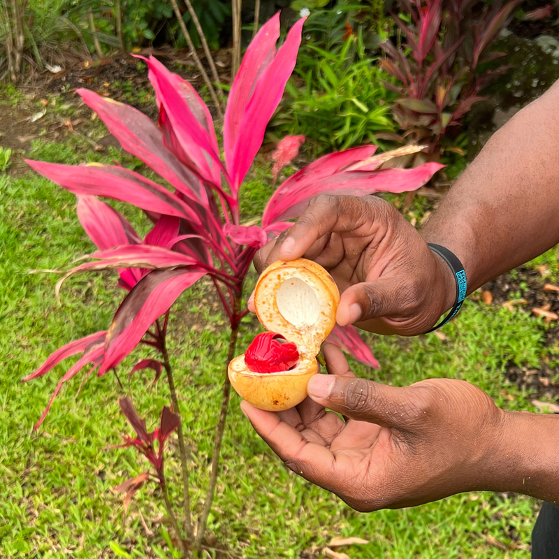 Nutmeg in Grenada