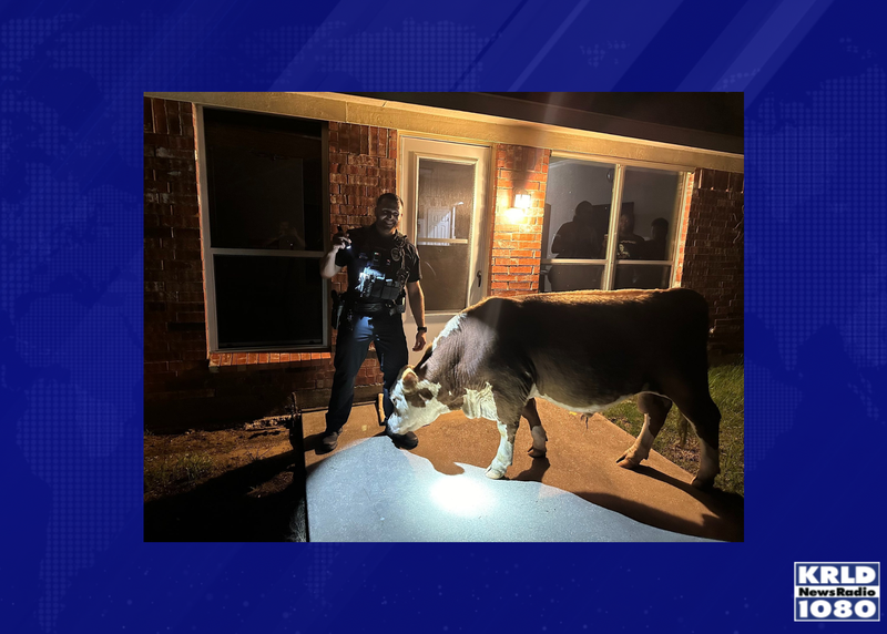 Mansfield PD directs cow