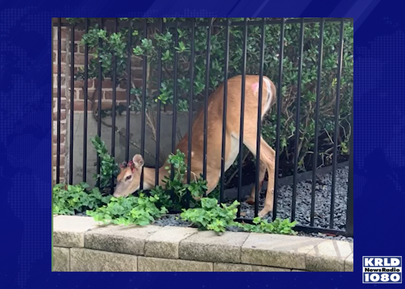 trapped deer rescued