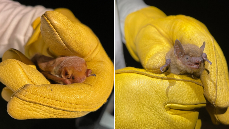 Bats involved in spotted lanternfly study