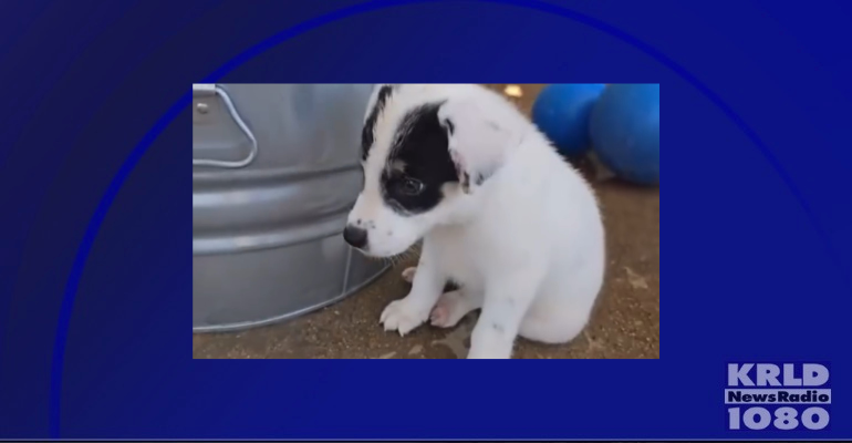 Eight puppies abandoned