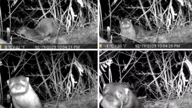 North American River Otter spotted at Ridley Creek. 