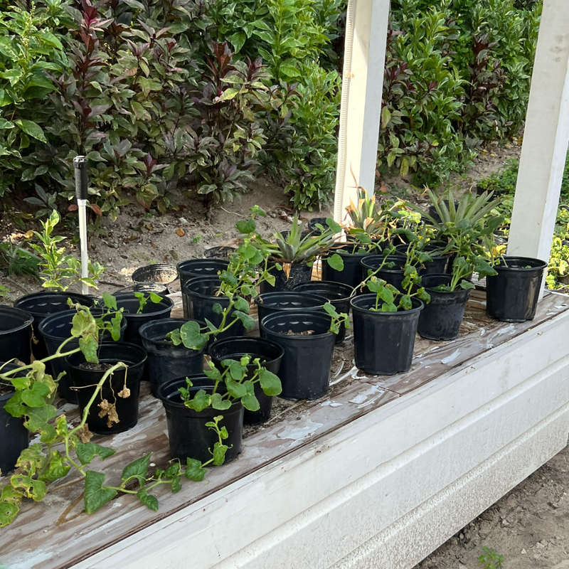 Learning how to Compost and Grow with Sandals Foundation at Beaches® Turks & Caicos