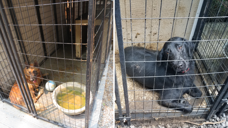 Rescued dogs