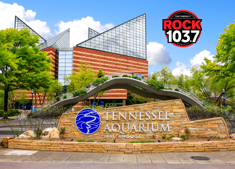 Tennessee Aquarium 