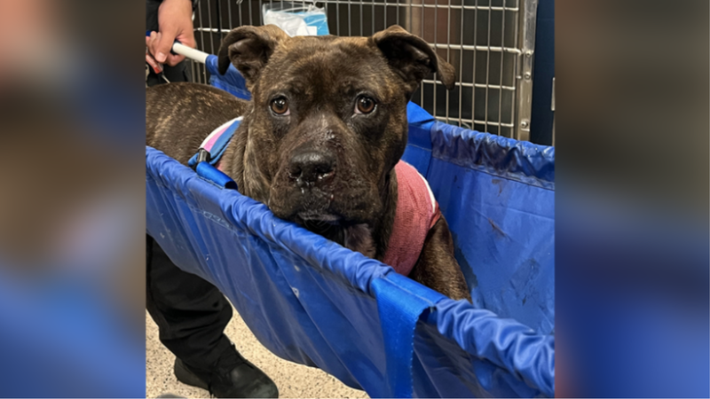 The Pennsylvania SPCA is offering a reward in an effort to find the individual or individuals responsible for shooting two dogs in Kingsessing.