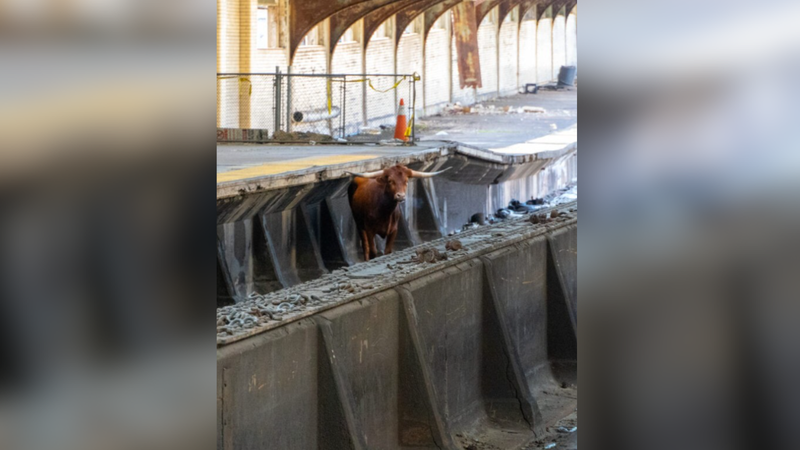 A bull on the loose at Newark Penn Station on Dec. 14, 2023. 