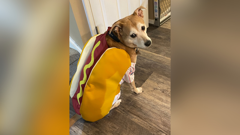 Marla Gelfont's dog