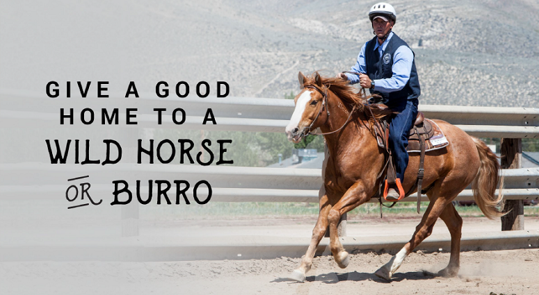 BLM schedules wild horse and burro event in Hutchinson