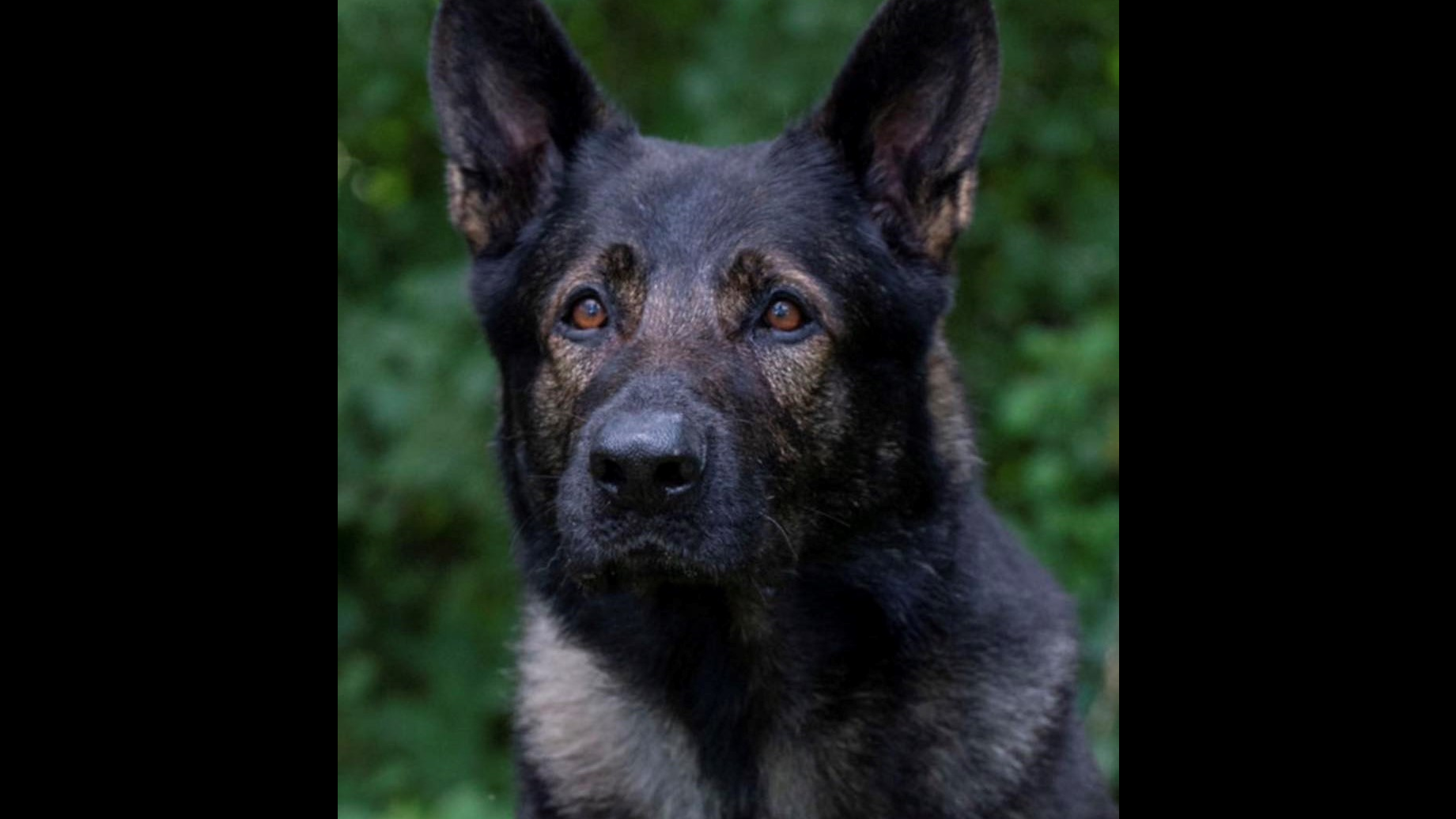 Dax the K-9 collars alleged culprit in barricade situation: Lake County Sheriff