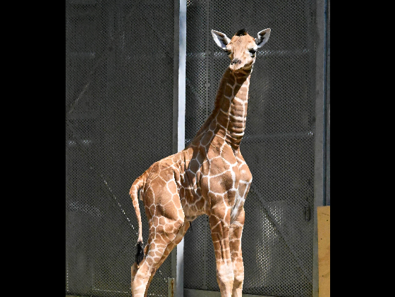 Arnieta calf
