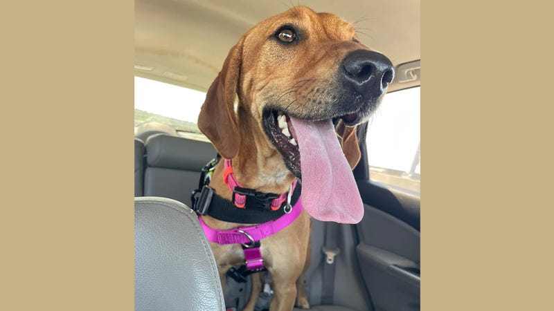 brown dog in car