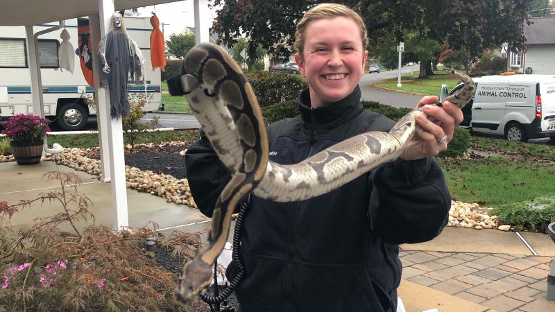 Cheyenne Keen, animal control officer for Middletown Township police, displays one of the three African ball pythons she recovered in the Quincy Hollow neighborhood this week.