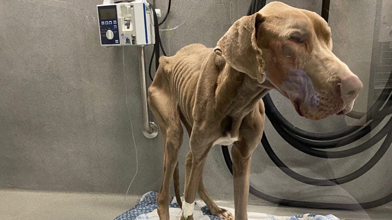 George, who was found in North Philadelphia