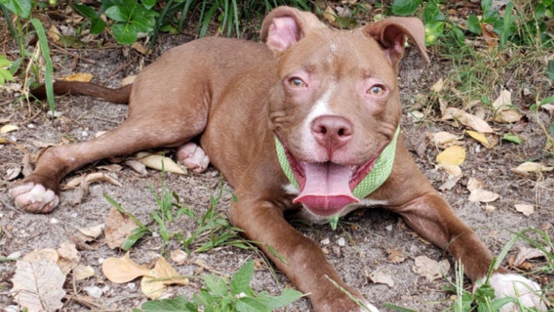 Kondo, AWA alumni, “pit bull” mix puppy