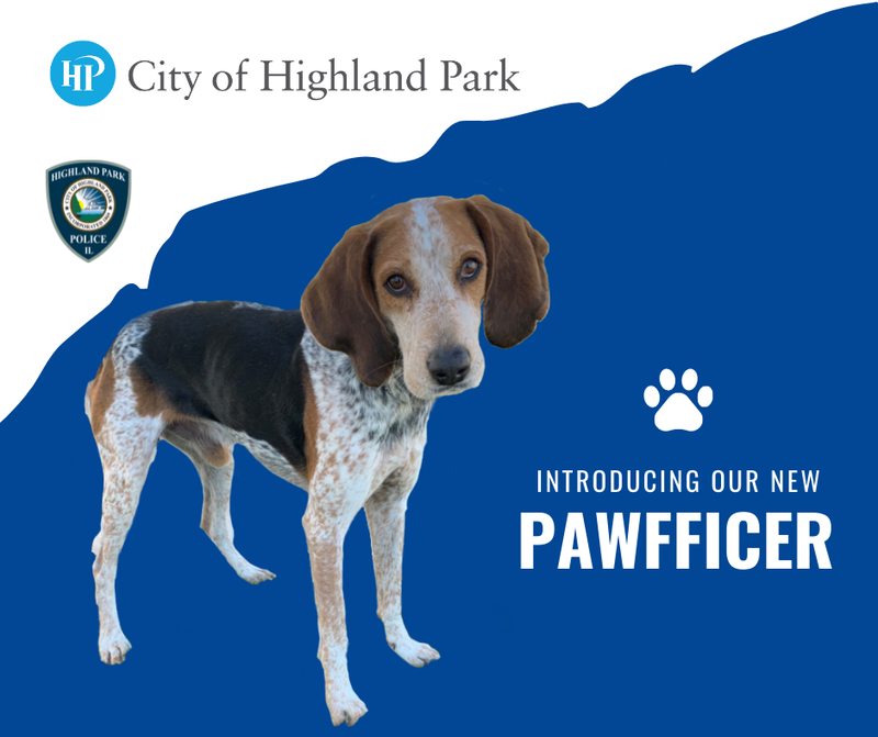 The City of Highland Park is excited to welcome the newest member of the Highland Park Police Department: a highly-trained walker hound! The “pawfficer” will serve in a critical capacity as the police department’s first community service and wellness dog, assisting with emergency response where appropriate and bringing comfort and support to individuals in need who reach out to the police department for help.