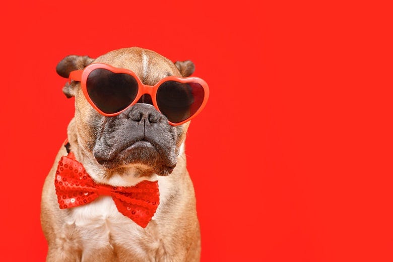 dog with heart-shaped glasses