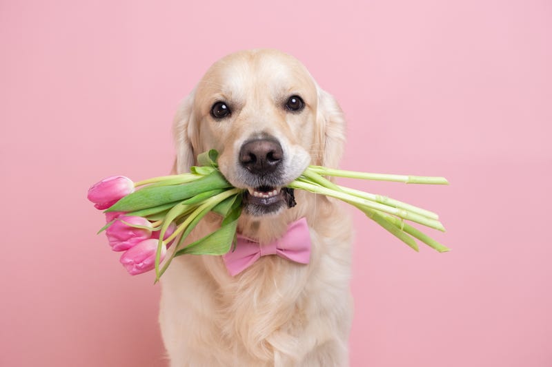 A dog holds a bouquet of tulips for his valentine