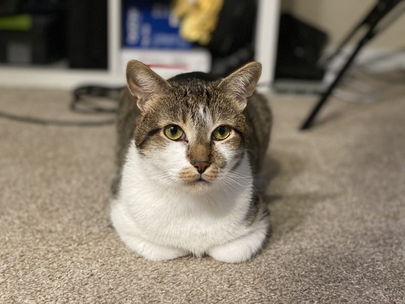 Vance, an energetic 6-year-old feline who enjoys other pets and attention. This social boy loves being by his people and is seeking an adopter who has time for structured play sessions.