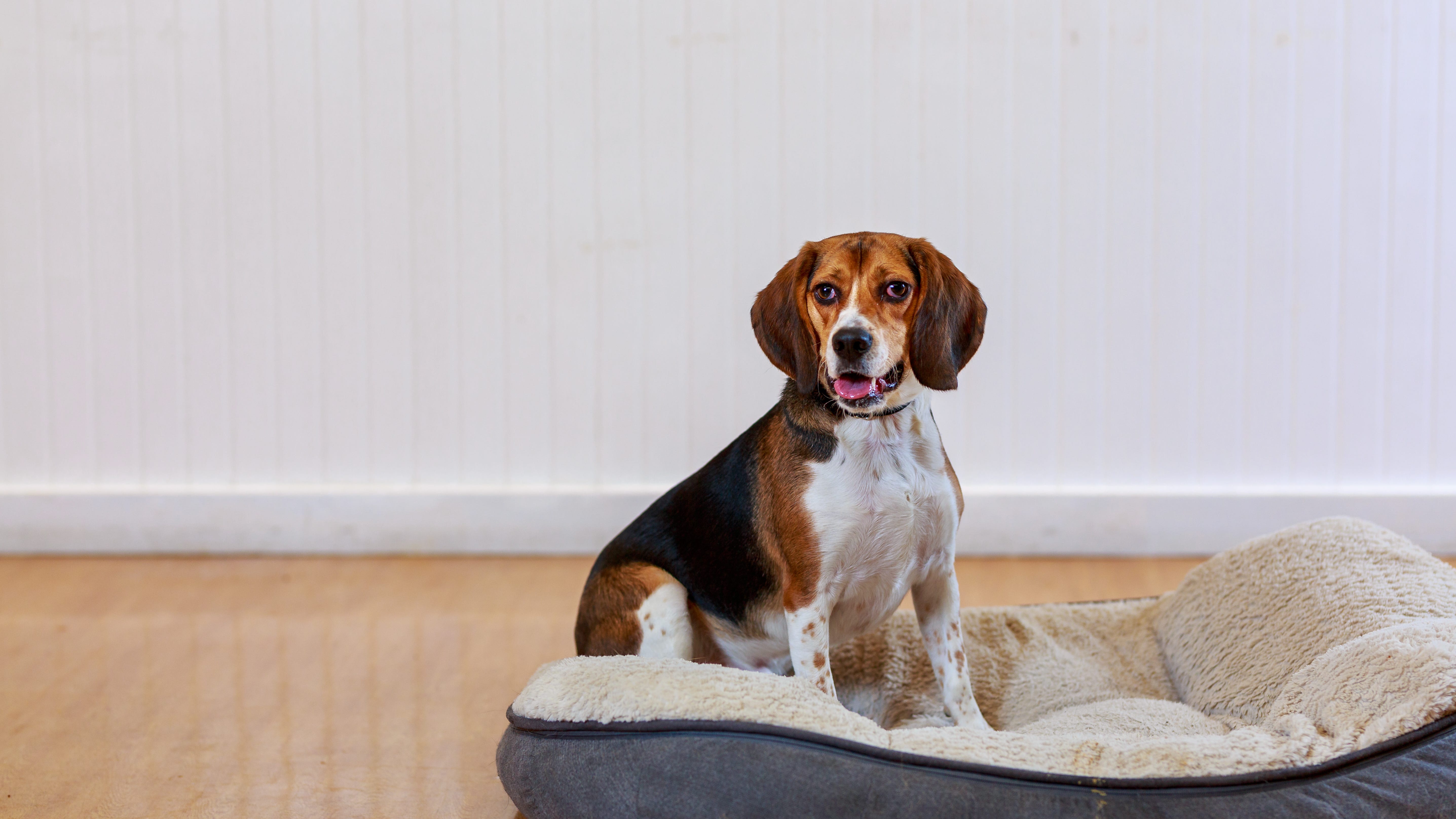 'Don't Forget About Me': PAWS to waive adoption fees for overlooked pets