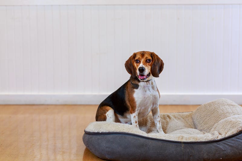 Vanilla, a talkative 1-year-old Beagle who loves to go for walks and sniff all the good neighborhood smells. He is hoping to find a home with another playful, dog-social, high-energy dog.