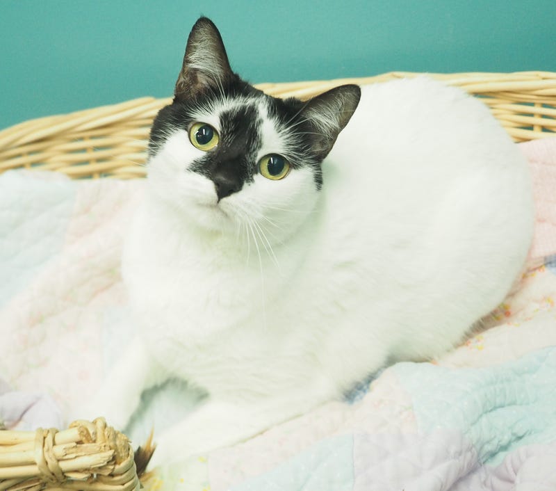 Varda the cat