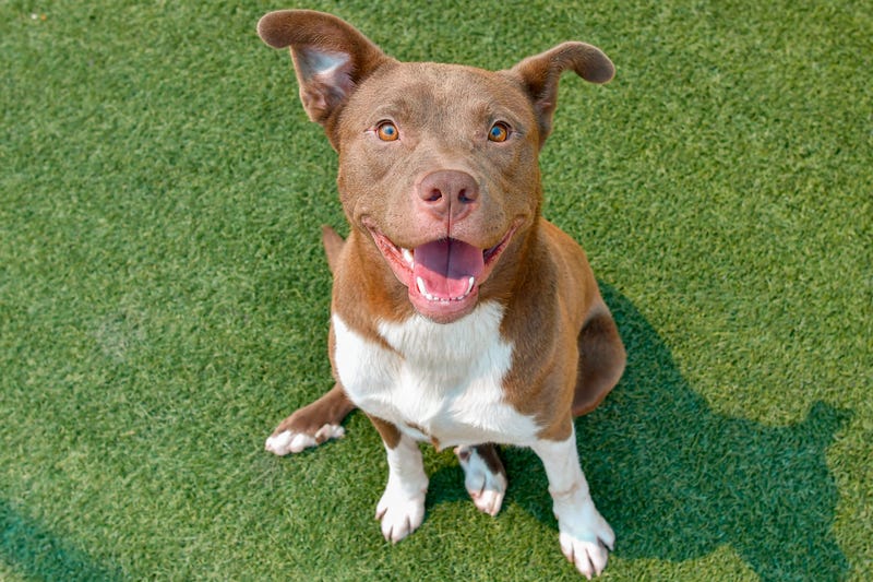 Meet Velasco at the Dallas Animal Shelter