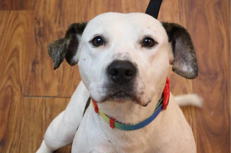Venus the dog