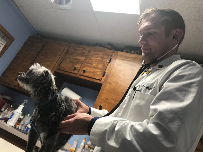 Vet with dog